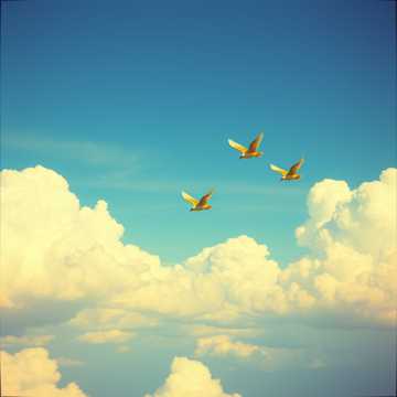 Wings of Dreams